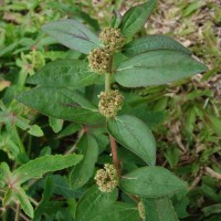 Euphorbia hirta L.